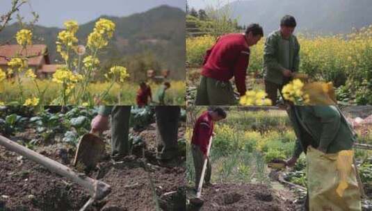 种植和抓田螺（片场）高清在线视频素材下载