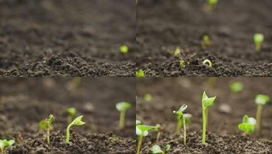 种子发芽延时摄影高清在线视频素材下载