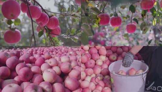 【4K60】水果苹果丰收高清在线视频素材下载