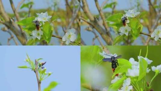 春暖花开梨花李花特写天蓝土蜂采花蜜高清在线视频素材下载