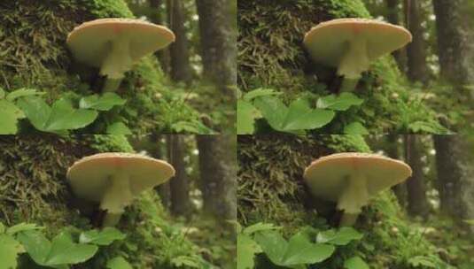森林里的野生蘑菇高清在线视频素材下载
