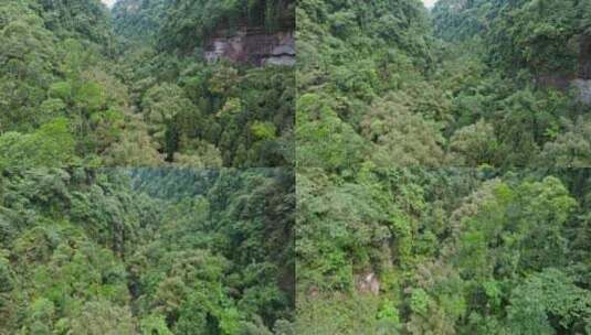 航拍四川野生原始桫椤树生长在小溪山林高清在线视频素材下载