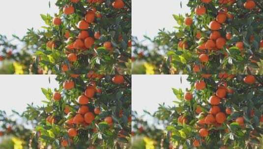 挂满橘子树的桔子高清在线视频素材下载