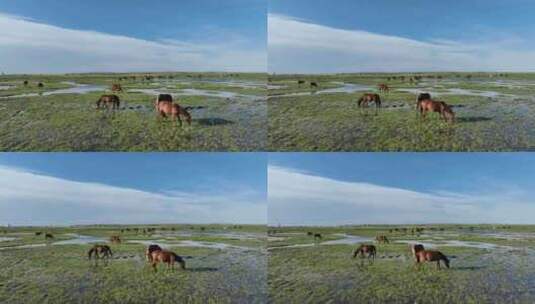 呼伦贝尔秋天的草原马群354高清在线视频素材下载