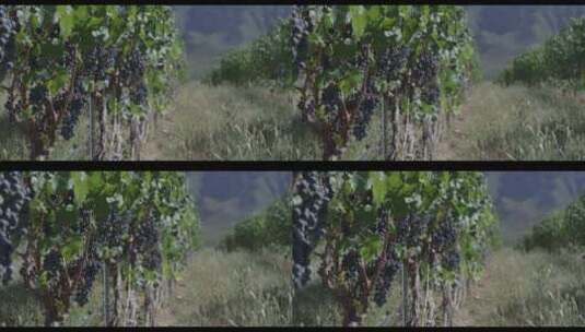 葡萄园 葡萄地 葡萄 种植水果高清在线视频素材下载