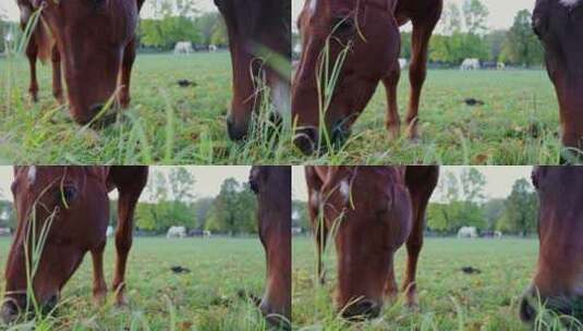 低头吃草的马群高清在线视频素材下载