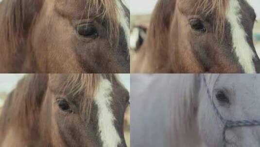 马的眼部特写高清在线视频素材下载