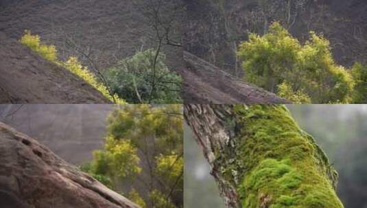 春天山崖上嫩绿的树枝4K高清在线视频素材下载