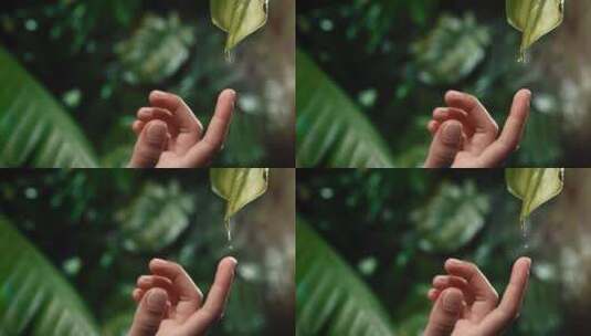 手指轻轻触碰树叶上的露珠露水高清在线视频素材下载
