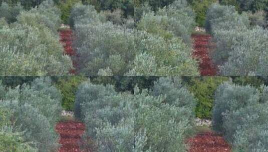 橄榄 橄榄树园高清在线视频素材下载