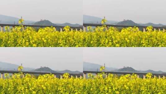中国高铁驶过油菜花盛开的田野高清在线视频素材下载