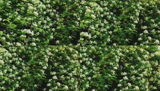 春天绿道盛开的七里香花实拍高清在线视频素材下载