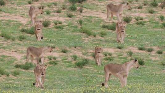 南非克鲁格国家公园草原上漫步的雌狮。静态高清在线视频素材下载