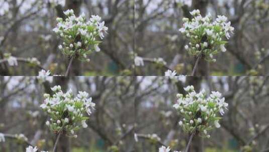 春天乡村果园梨树绽放的美丽洁白梨花特写高清在线视频素材下载
