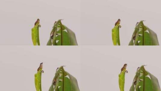 鸟鸟儿小鸟站在芭蕉树上高清在线视频素材下载