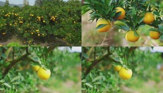 树上的桔子(橙子、橘子)果园高清在线视频素材下载