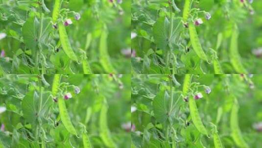 豌豆蔬菜高清在线视频素材下载
