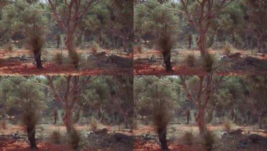 澳大利亚沙漠中的树木和石头高清在线视频素材下载