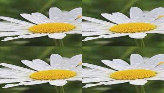 雏菊花瓣上的水珠特写高清在线视频素材下载