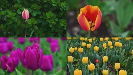 春天北京国家植物园盛开的郁金香花海高清在线视频素材下载