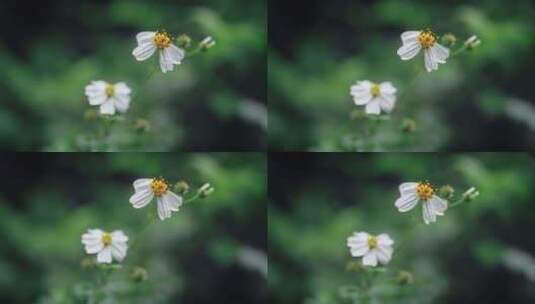 白花鬼针草开花高清在线视频素材下载