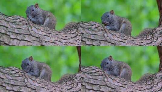 西湖边松鼠站在树干上吃东西高清在线视频素材下载
