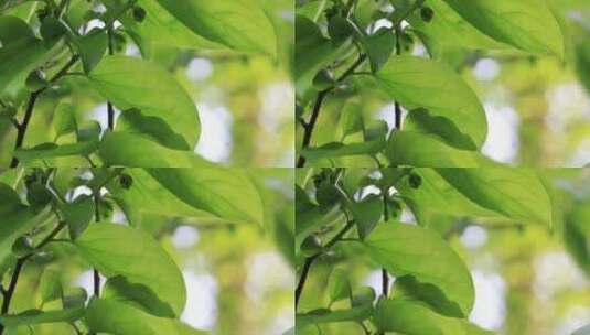 春天柿子树嫩叶高清在线视频素材下载