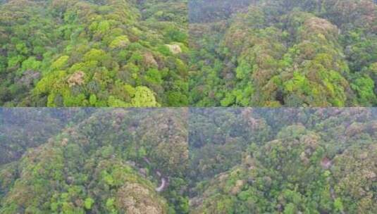 航拍森林山脉云雾环保沙县萝卜岩楠木保护区高清在线视频素材下载