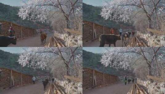 春天桃花盛开云南尼西藏族村庄牧民牛群高清在线视频素材下载