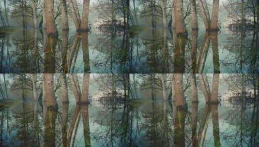 洪水期间水中的树木，水面上的锋面，法国多高清在线视频素材下载