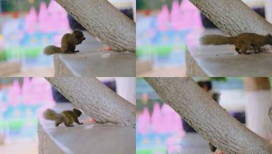昆明翠湖公园里在吃食物的松鼠4K高清在线视频素材下载