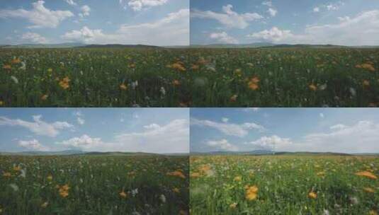 草原花朵延时摄影高清在线视频素材下载