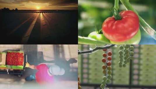 大棚蔬菜水果种植基地高清在线视频素材下载