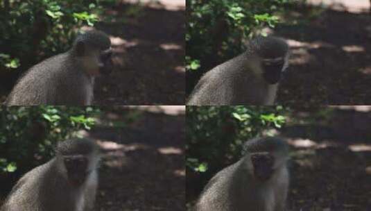 Vervet Monkey，毛皮，咀嚼，高清在线视频素材下载