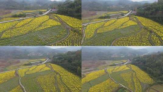 六安霍山菊花花海高清在线视频素材下载