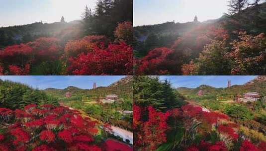 航拍山东省荣成市石岛赤山风景区秋季红叶高清在线视频素材下载