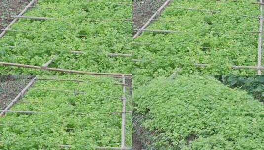 田地里自己种的香菜高清在线视频素材下载