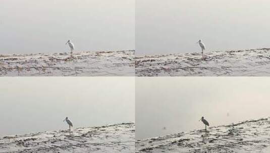 黄河入海口湿地白琵鹭特写高清在线视频素材下载