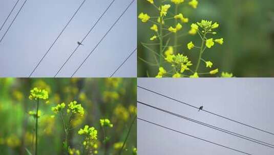 油菜花鸟高清在线视频素材下载