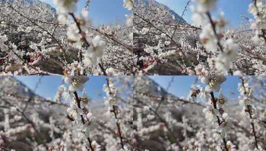 中国广东省广州市从化区广州流溪梅花节高清在线视频素材下载