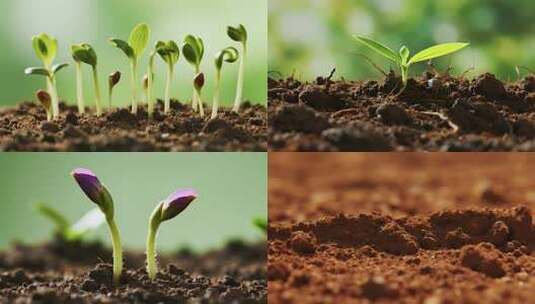 春天植物种子发芽万物生长高清在线视频素材下载