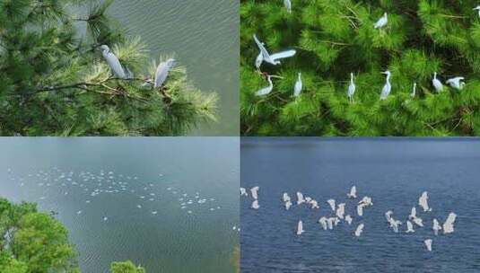 湖面上飞翔的白鹭群高清在线视频素材下载