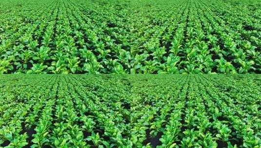 农田种植的甜菜高清在线视频素材下载