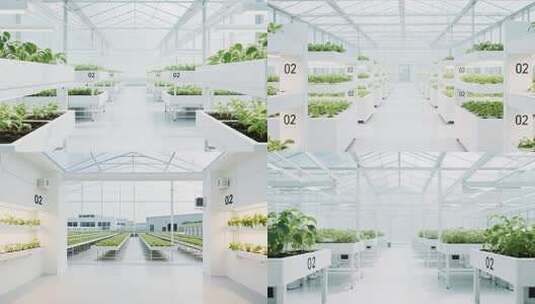 现代化温室大棚蔬菜种植场景高清在线视频素材下载