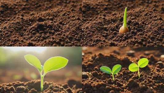 新芽生命成长【4K60帧】高清在线视频素材下载