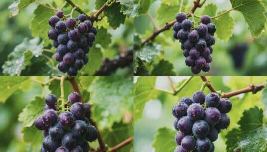 带水珠的紫葡萄特写高清在线视频素材下载
