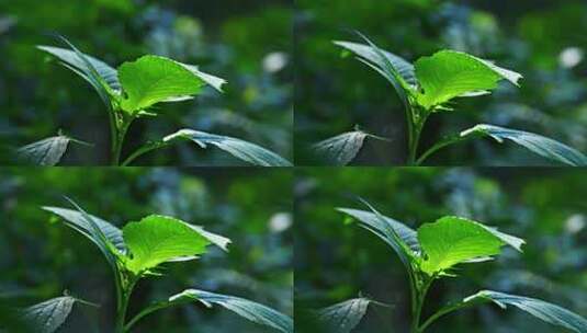 森林里绿色植物枝头光影特写高清在线视频素材下载