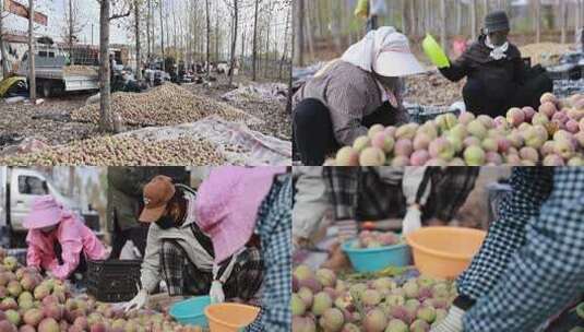 江北最后的露天种植的水果小冬桃丰收高清在线视频素材下载