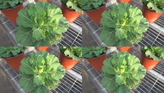 甘蓝 羽衣甘蓝 观赏花 绿色甘蓝 蓬松芯甘蓝高清在线视频素材下载