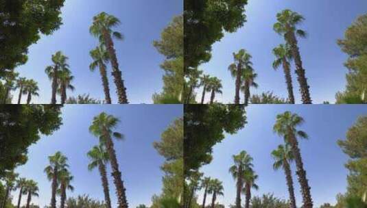 微风吹动的椰子树高清在线视频素材下载
